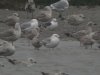 Caspian Gull at Hole Haven Creek (Steve Arlow) (127545 bytes)